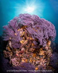 Beautifully coloured soft corals of El Bajito, La Paz by Nick Polanszky 